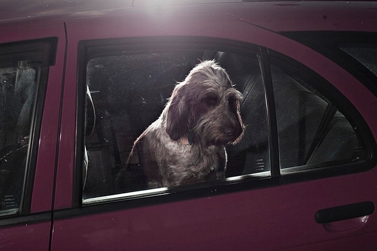 "The Silence of Dogs in Cars"; fot. Martin Usborne